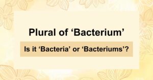 What is the Plural of ‘Bacterium’? Is it ‘Bacteria’ or ‘Bacteriums’?