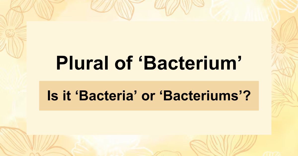 What is the Plural of ‘Bacterium’? Is it ‘Bacteria’ or ‘Bacteriums’?