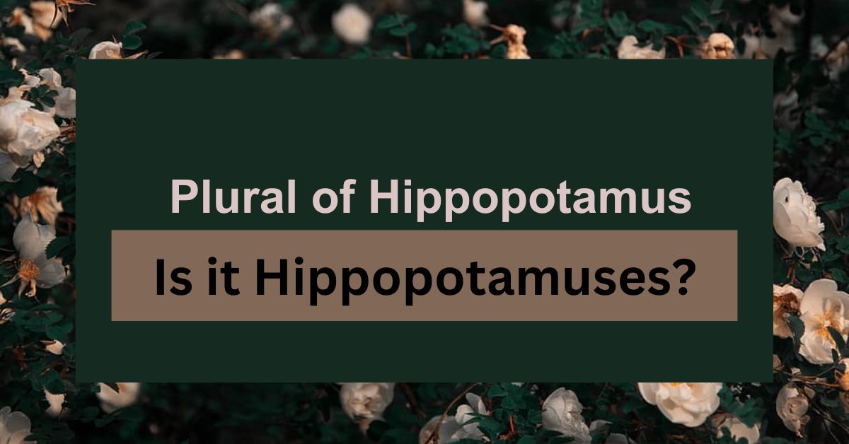 What’s the Plural of Hippopotamus? Is it Hippopotamuses?